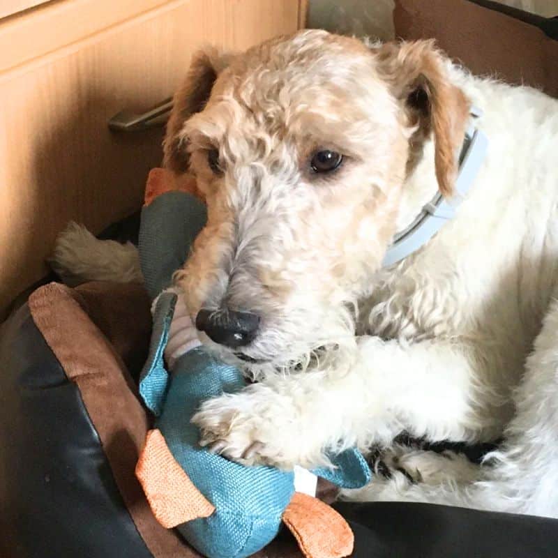 Duck Stuffed Animal - Lying Down